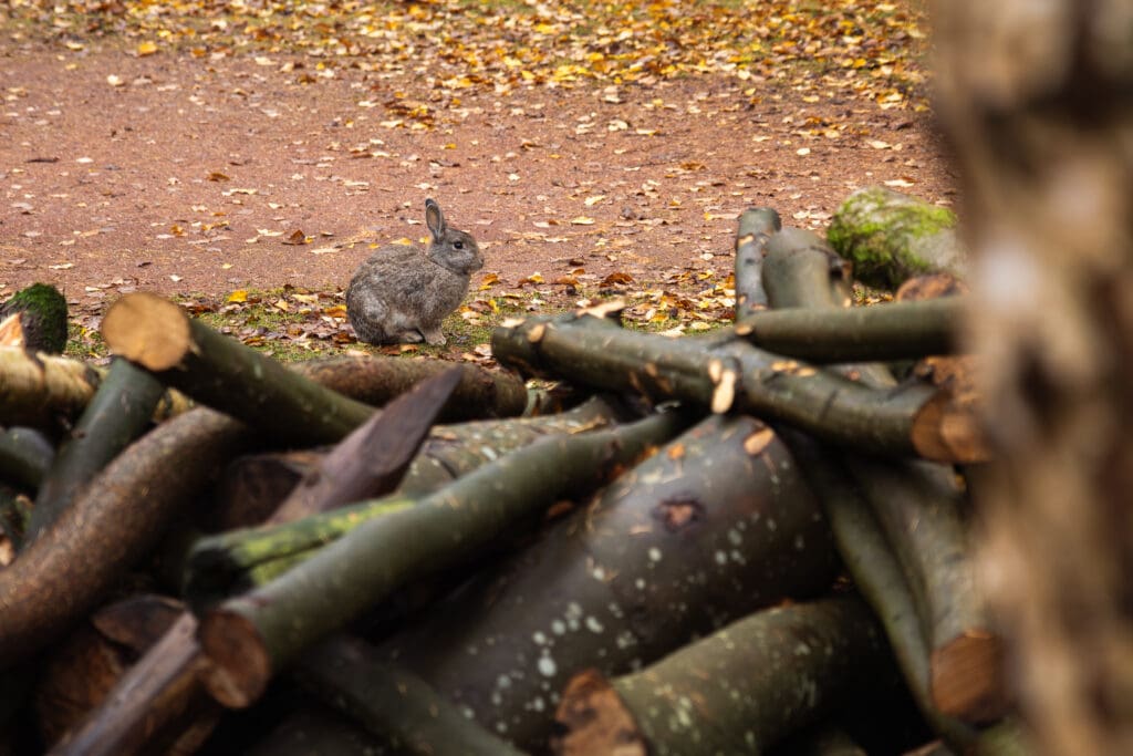 konijntjes in het bos bij camping diever