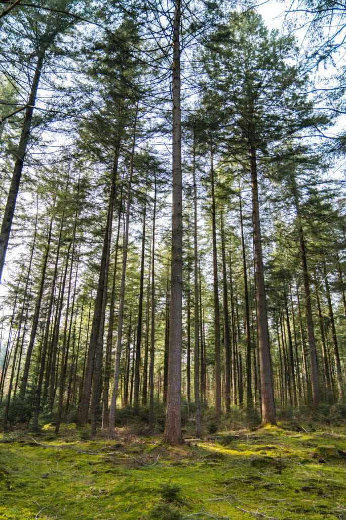 bos rondom t Nije Hemelriek bij Gasselte