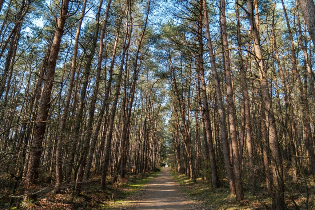 boswandeling bij Spier in Drenthe
