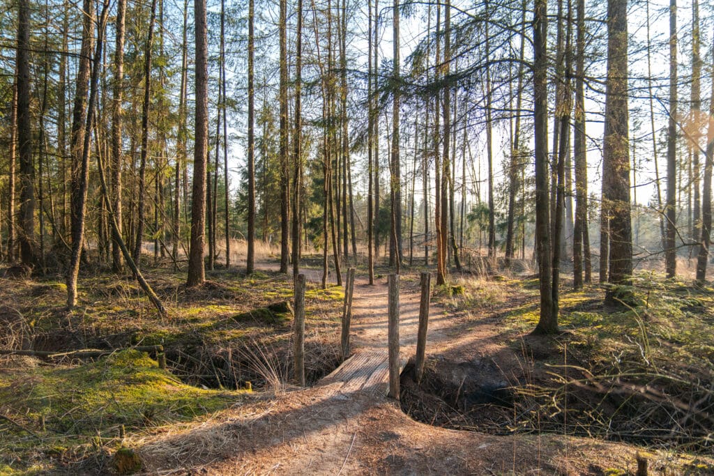 plankenpad Dwingelderveld wandelroute van 5,5 km