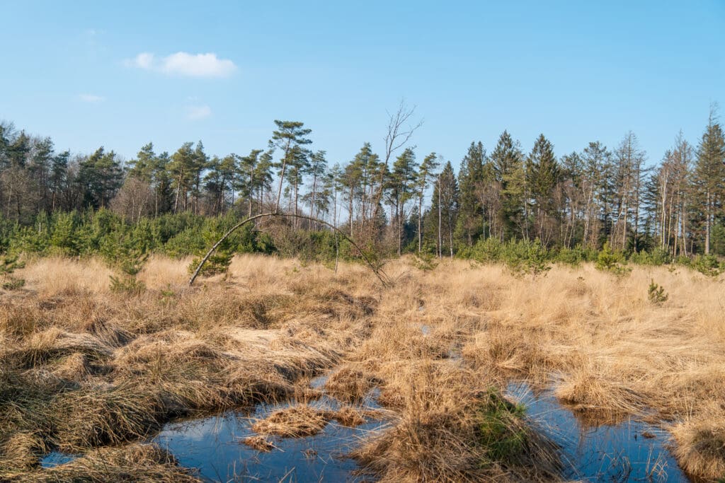 open heidegebied met water in het Dwingelderveld
