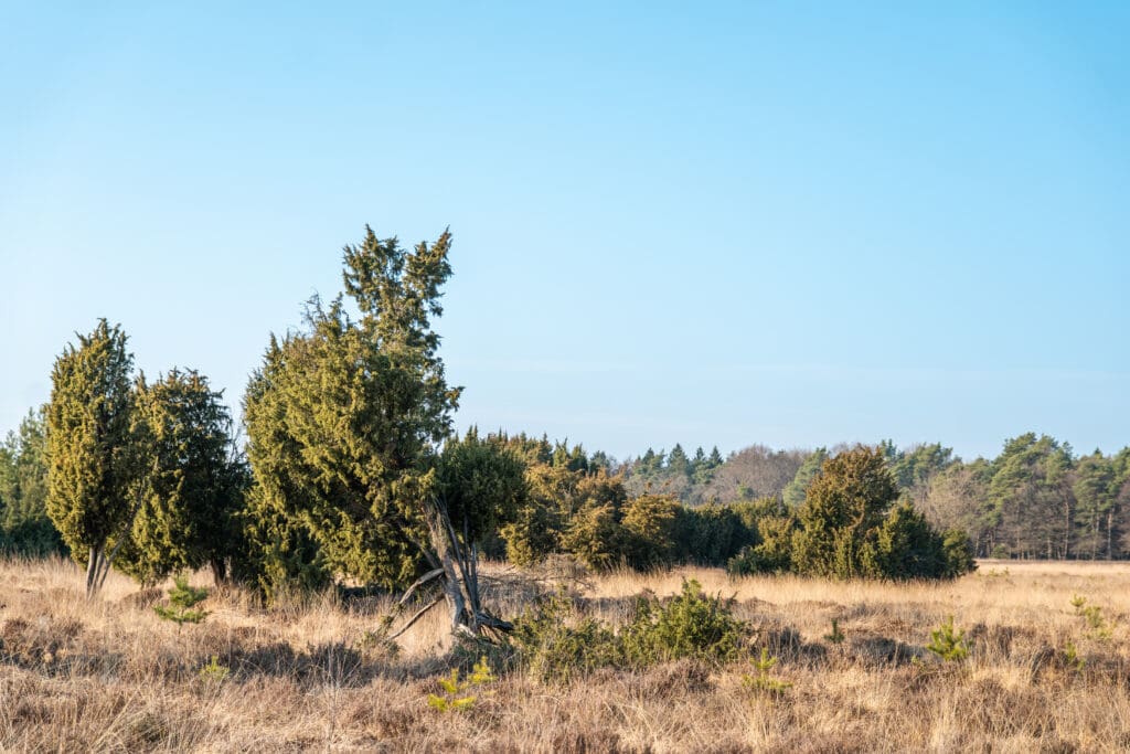 heide en vennen in het Dwingelderveld natuurgebied