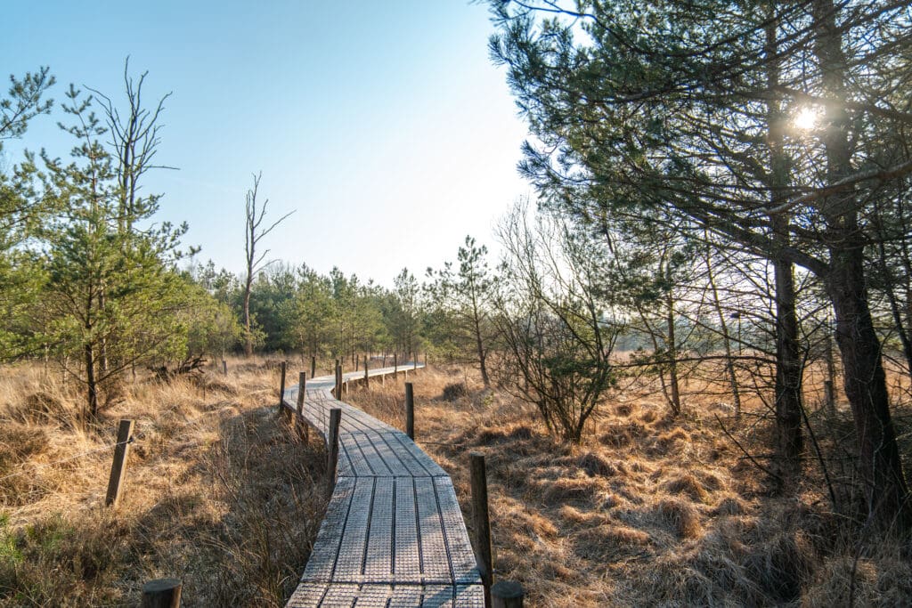 wandelen over het plankenpad in het Dwingelderveld