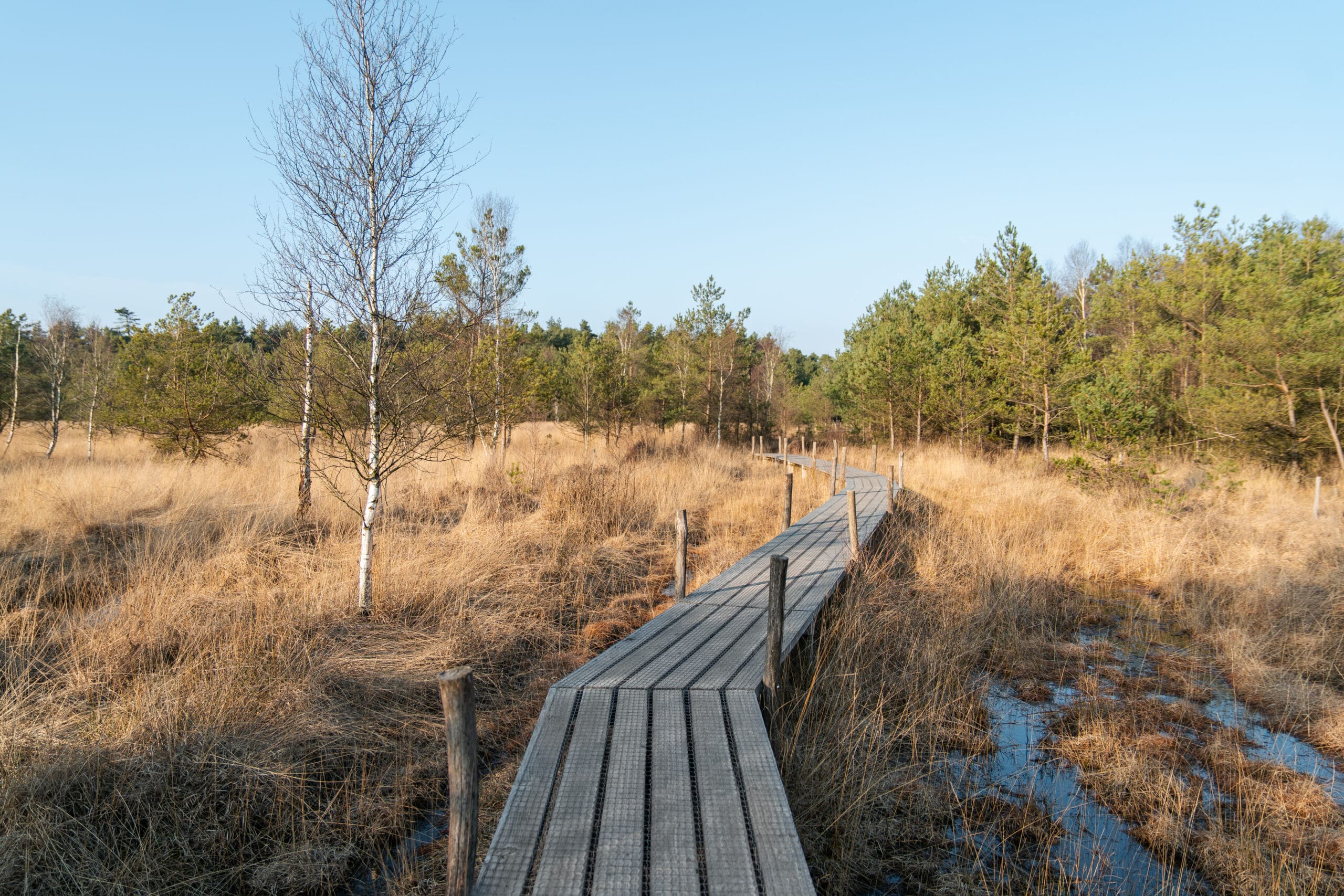 wandelen bij Spier in het Dwingelderveld