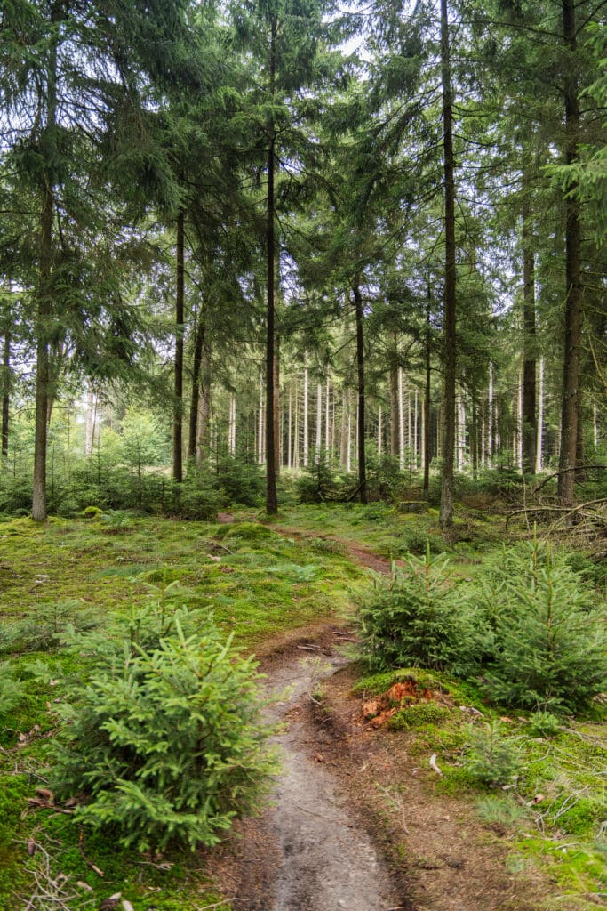 smalle bospaadjes tijdens wandelen sprokkelspoor grolloo