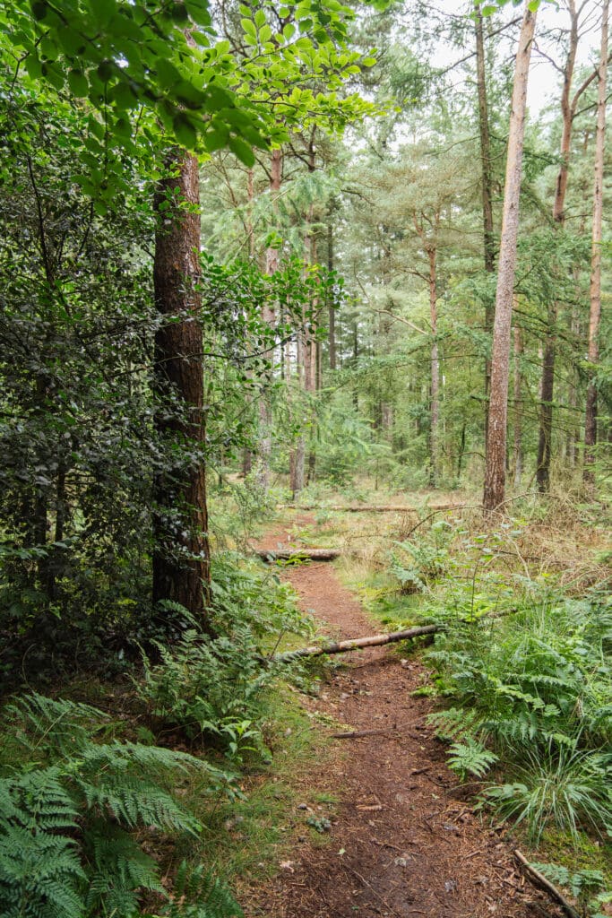 smal wandelpad door bos op het Sprokkelspoor