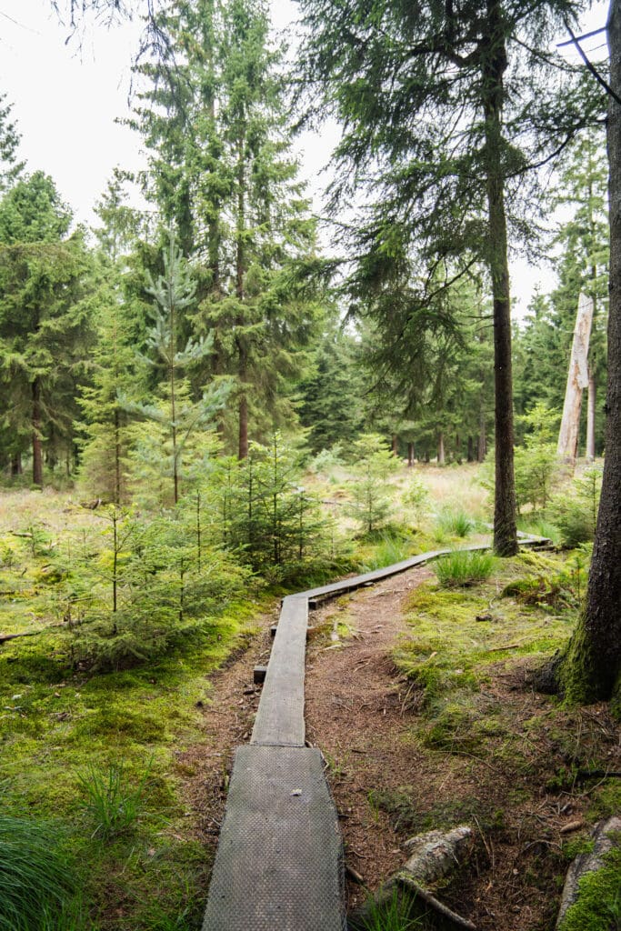houten vlonders door nat bosgebied bij Grolloo